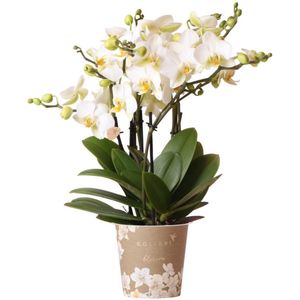 Kolibri Orchids | witte Phalaenopsis orchidee - Lausanne- potmaat | bloeiende kamerplant - vers van de kweker