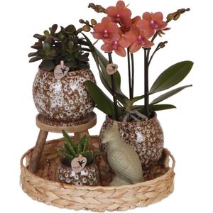 Cadeauset untamed nature | plantenset met rode phalaenopsis orchidee en succulenten incl. Keramieken sierpotten
