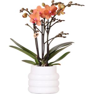 Kolibri Orchids | Oranje Phalaenopsis orchidee - Mineral Bolzano + Bubble pot white - potmaat Ø9cm | bloeiende kamerplant - vers van de kweker -