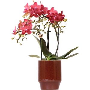 Rode phalaenopsis orchidee - congo - potmaat ø9cm  rode phalaenopsis orchidee - congo + classy red- potmaat ø9cm