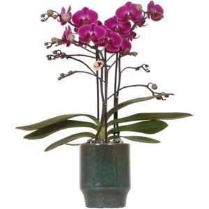 Kolibri Orchids | Paarse phalaenopsis orchidee - Morelia Classy green- potmaat Ø9cm | bloeiende kamerplant - vers van de kweker -