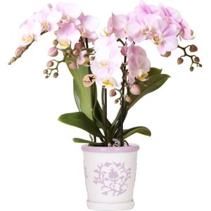 Phalaenopsis roze orchidee Portugal + Malaga sierpot roze -↕35cm -Ø9