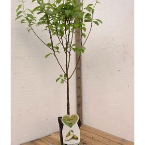 Gieser Wilderman (stoof) Perenboom -Fruitboom- 120 cm hoog- Laagstam- Potgekweekt- professioneel telersras