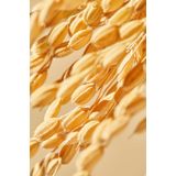 Mixsoon - Galactomyces Ferment Essence - 100ml - Verhelderende Essence