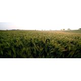 Samyang - 16mm F2.0 ED AS UMC CS - Prime Lens - Geschikt voor Nikon - Groothoek