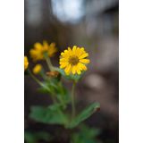 Samyang - Lensdop - Geschikt voor Samyang AF 35mm F1.4 FE - Zwart