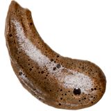 Coco & Eve - Bali Bronzing Kit - Bronzer - Donker - 200ml