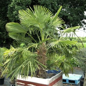 Trachycarpus Fortunei - Waaierpalm 200-270cm - Royal Quality - In Bak