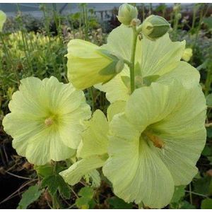 6x Stokroos (Alcea rosea 'Aurea') - P9 pot (9x9)