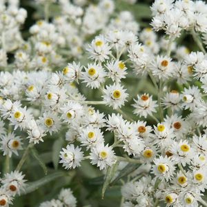 6x Siberische edelweiss (Anaphalis triplinervis) - P9 pot (9x9)