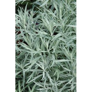 6x Alsem (Artemisia ludoviciana 'Silver Queen') - P9 pot (9x9)