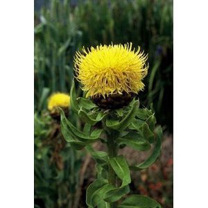 6x Korenbloem (Centaurea macrocephala) - P9 pot (9x9)