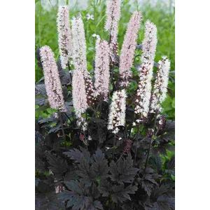 6x Zilverkaars (Actaea cimicifuga ramosa 'Chocoholic') - P9 pot (9x9)