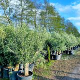 Olea Europaea - Olijfboom 190-225cm - Leegverkoop