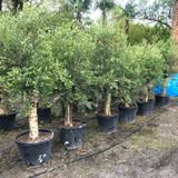 Olea Europaea - Olijfboom 190-225cm - Leegverkoop