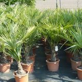 Trachycarpus Fortunei - Waaierpalm 100-130cm