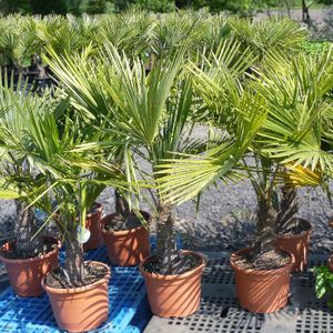 Trachycarpus Fortunei - Waaierpalm 100-130cm