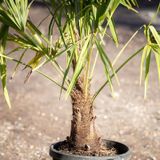 Trachycarpus Fortunei - Waaierpalm 130-150cm