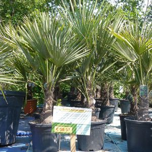 Trachycarpus Fortunei - Waaierpalm 130-150cm