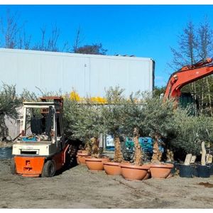 Olea Europaea - Olijfboom 165-220cm - Rode Stam