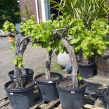 Vitis Vinifera - Witte Druivenstruik - Biologisch 110-160cm - Actie