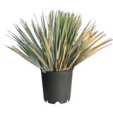 Yucca Rostrata - Palmlelie 55-70cm