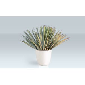 Yucca Rostrata - Palmlelie 55-70cm