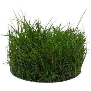 Eleocharis Parvula 100 cc cup - Naaldgras - Aquariumplant InVitro - Aquarium decoratie - Moerings