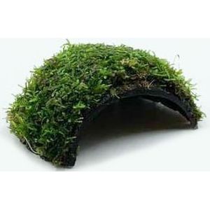 Moerings Javamos op 1-gaats cocosnoot Waterplant
