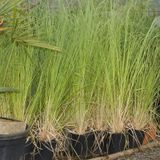 Cortaderia Selloana 'rosea' - Roze Pampasgras 100-120cm