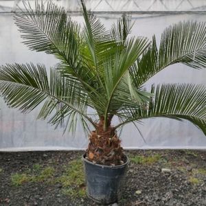 Jubaea Chilensis - Kokospalm 180-220cm