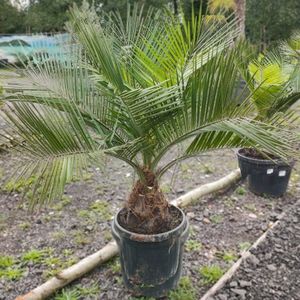 Jubaea Chilensis - Kokospalm 140-180cm