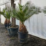 Jubaea Chilensis - Kokospalm 170-200cm - Extra Dikke Stammen