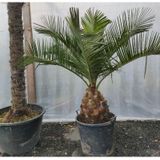 Jubaea Chilensis - Kokospalm 170-200cm - Extra Dikke Stammen