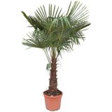 Trachycarpus Fortunei - Waaierpalm 130-180cm