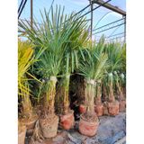 Trachycarpus Fortunei - Waaierpalm 100-150cm - Stam 20-30 Cm Actie