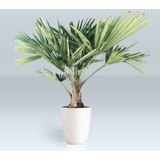 Trachycarpus Fortunei - Waaierpalm 100-150cm - Stam 20-30 Cm Actie