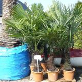 Trachycarpus Fortunei - Waaierpalm 165-190cm - Uit Spanje