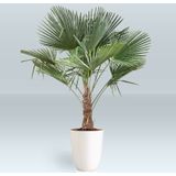 Trachycarpus Fortunei - Waaierpalm 165-190cm - Uit Spanje