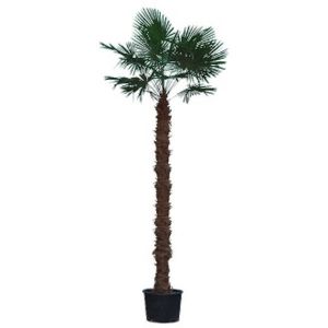 Trachycarpus Fortunei - Waaierpalm 440-550cm - 300 Stam