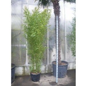 Phyllostachys Bissettii Bamboo 200-280cm