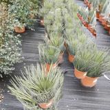 Agave Stricta - Agave Blue 45-60cm