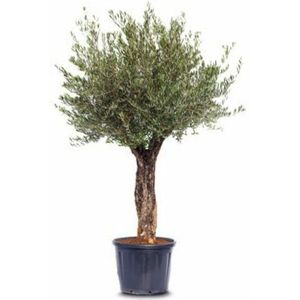 Olea Europaea - Olijfboom 180-240cm - Oude Stam