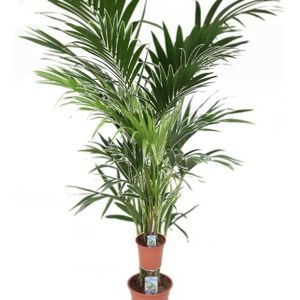 Howea Forsteriana - Kentia Palm 120-150cm