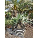 Chamaerops Humilis 'cerifera' - Dwergpalm Zilver 120-160cm