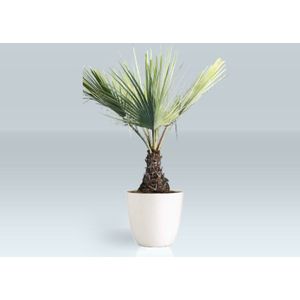 Brahea Armata - Mexicaanse Blauwe Waaierpalm 160-200cm