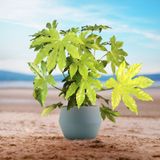Fatsia Japonica - Vingerplant 30-50cm