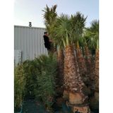 Washingtonia Robusta - Woestijnpalm 450-500cm - 300+ Stam