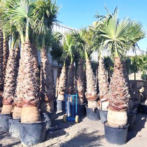 Washingtonia Robusta - Woestijnpalm 250-280cm - 150/175 Stam