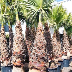 Washingtonia Robusta - Woestijnpalm 230-250cm - 125/150 Stam